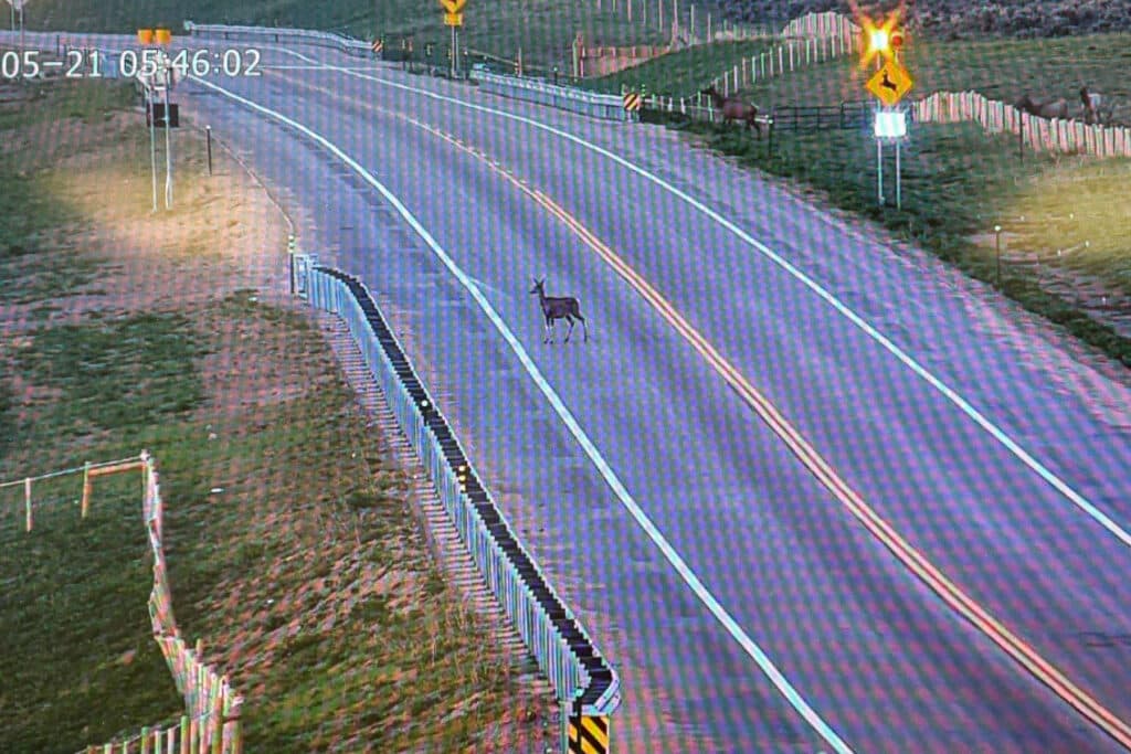 WILDLIFE-CROSSING-WARNING-SIGNS