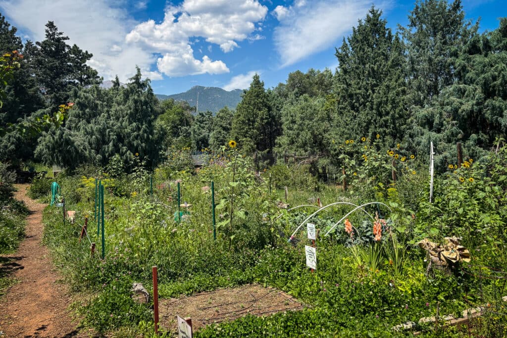 a garden with sunflowers and other plants