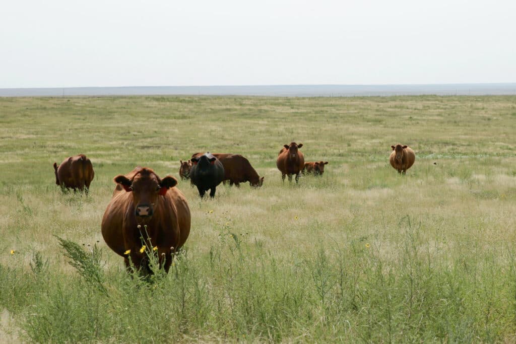 A small herd of brown and black cows stand in a green field.