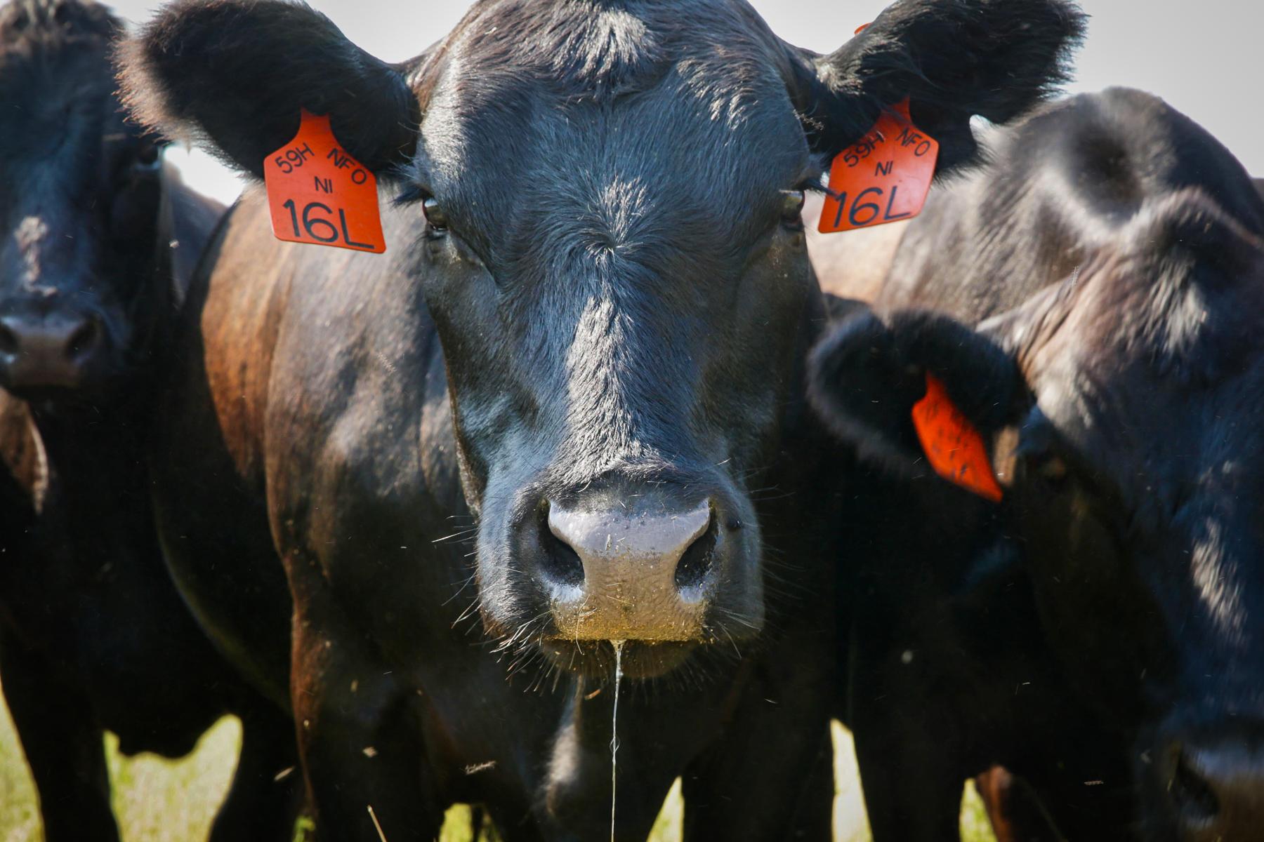 A close-up of a cow drooling and looking at the camera.