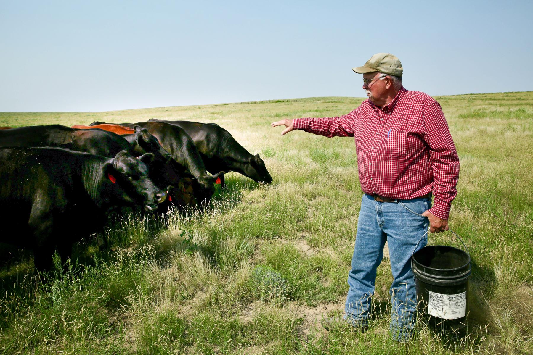 A man gestures toward a small herd of cows while holding a bucket.