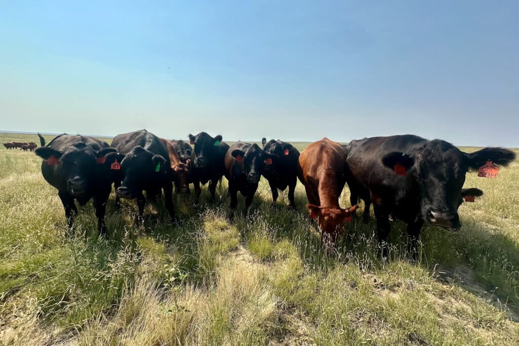 A wide shot of a small herd of cows on Colorado’s Eastern Plains