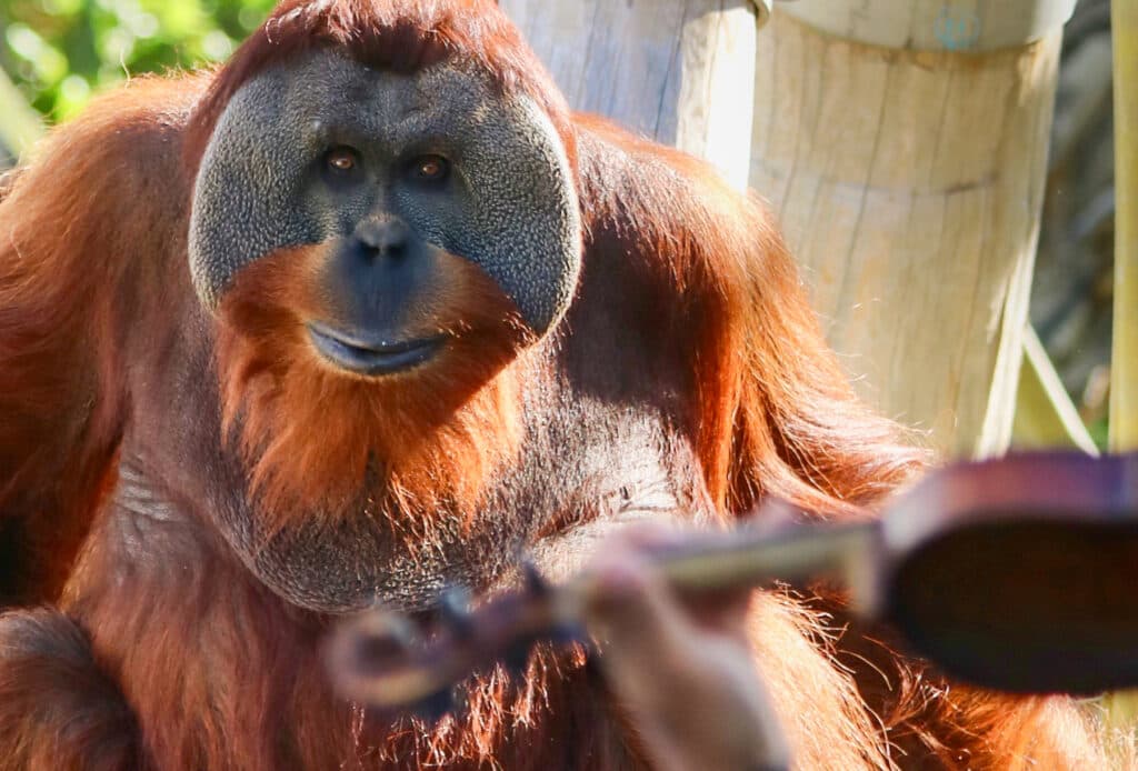 A close up picture of an orangutan as the animal listens to a violin, seen out of focus in the foreground.