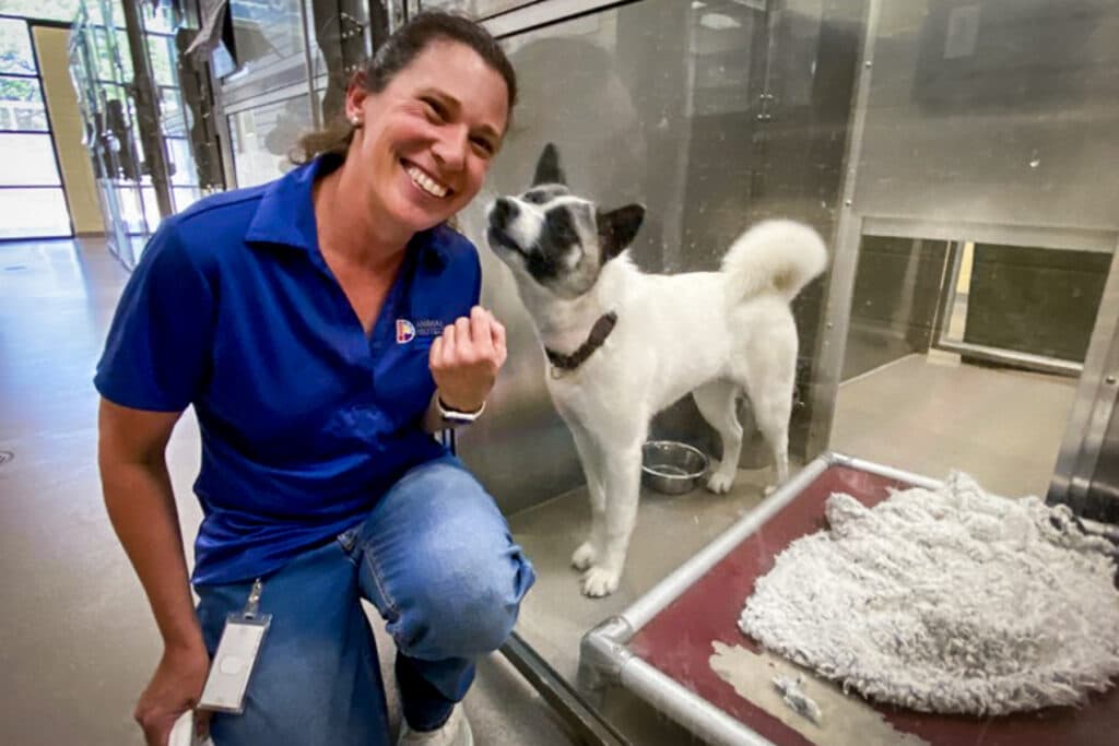 A woman kneels down near a white dog with a black and gray face.