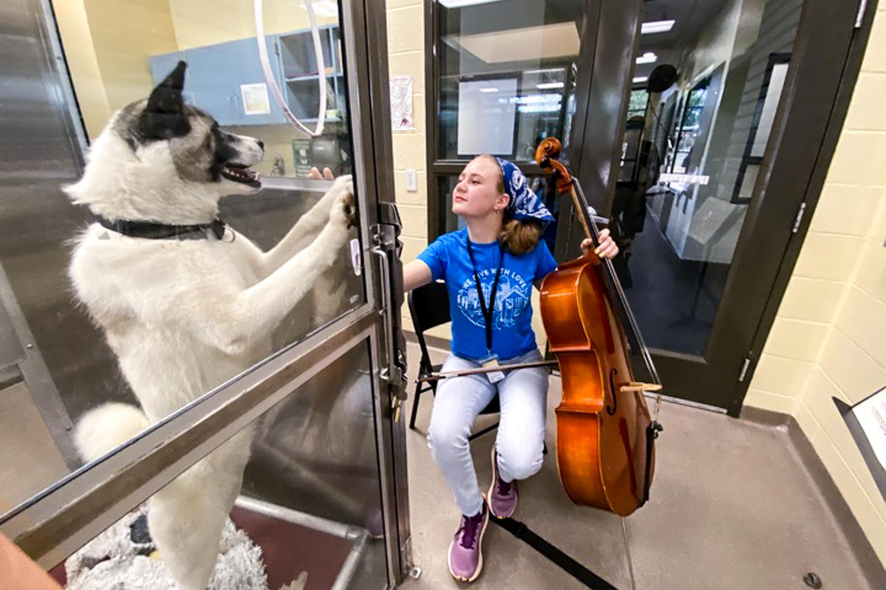 A girl holding a cello looks at a dog in a shelter cage as the dog stands up on its hind legs.