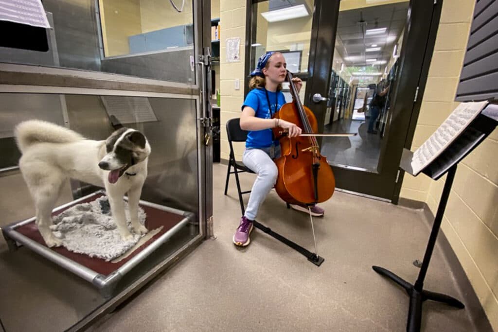 A girl plays a cello at an animal shelter.