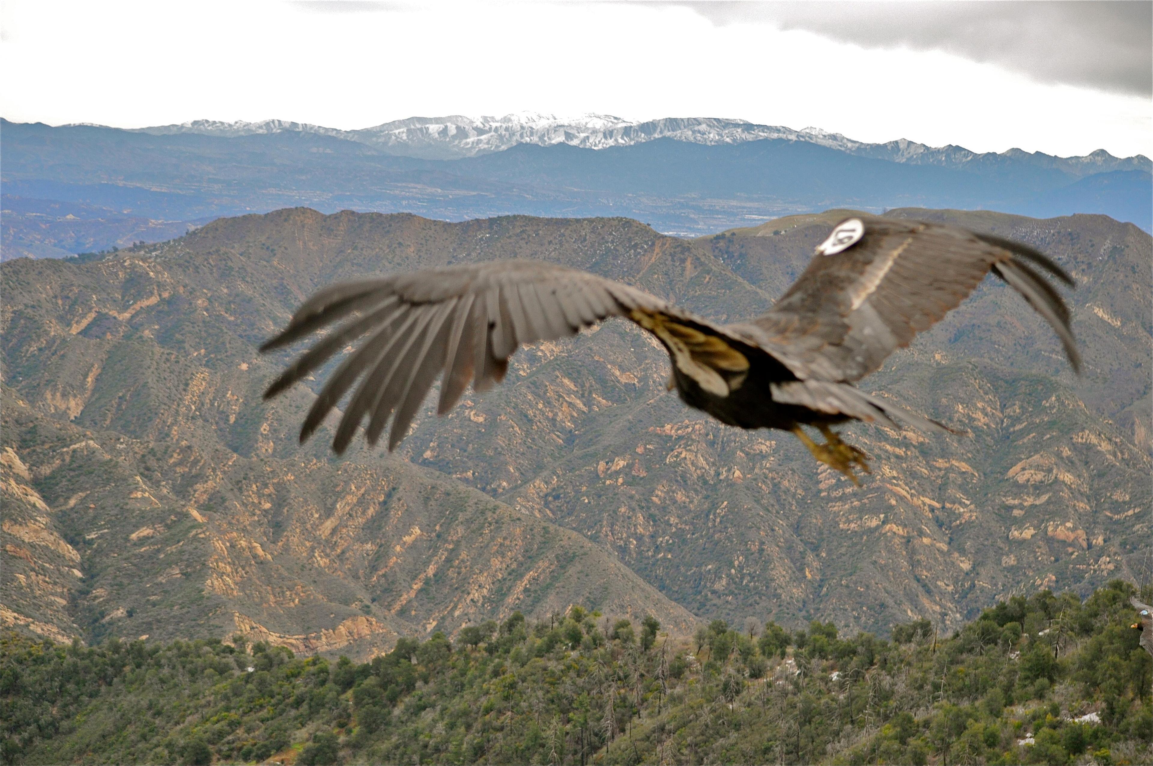 A blurry California condor flies in front of a mountain range in the background.
