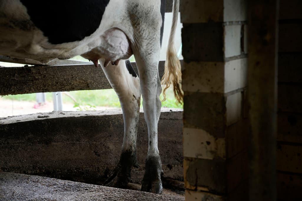 a cow