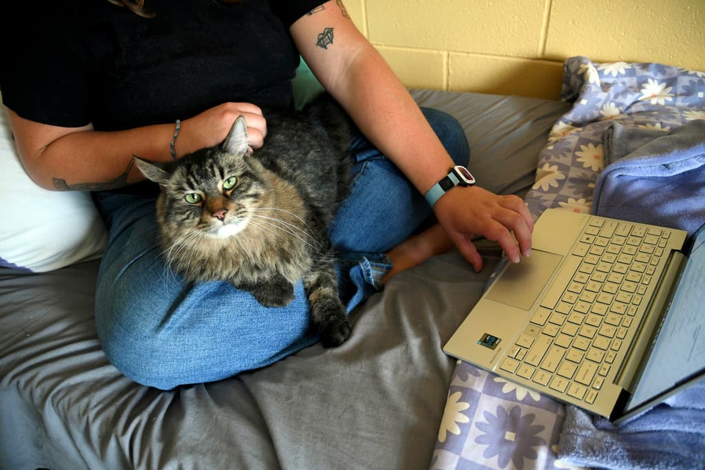 Cat looks at a screen while woman sits cross-legged on a bed while using a laptop