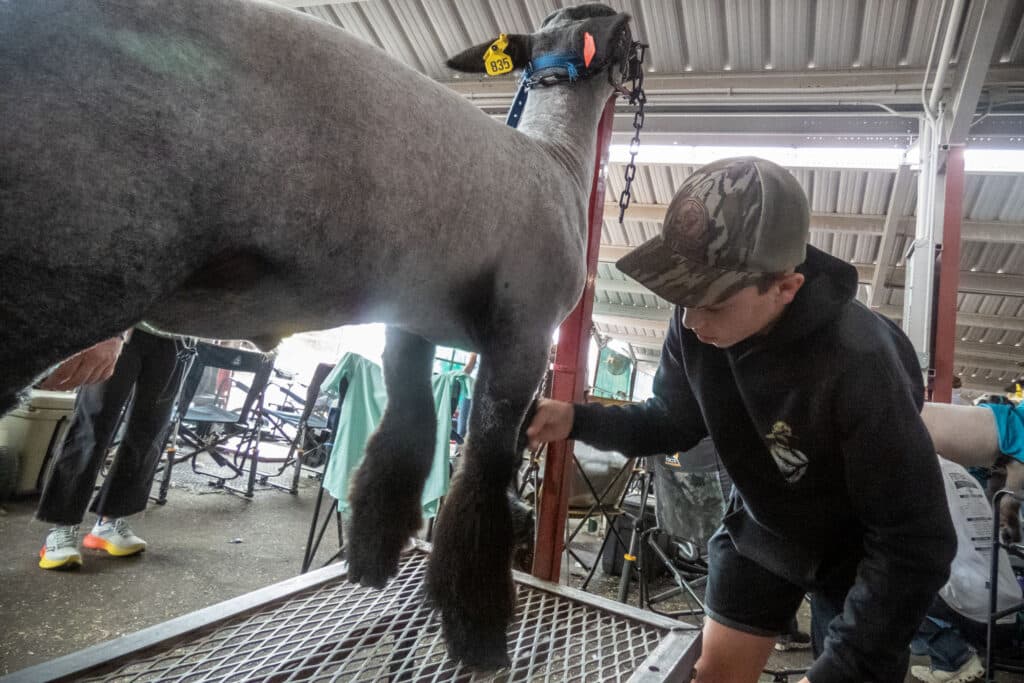 young person grooms a sheep