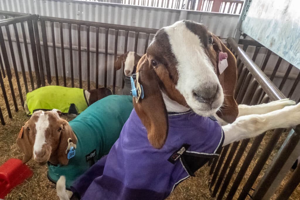 two goats wearing blankets look at the camera