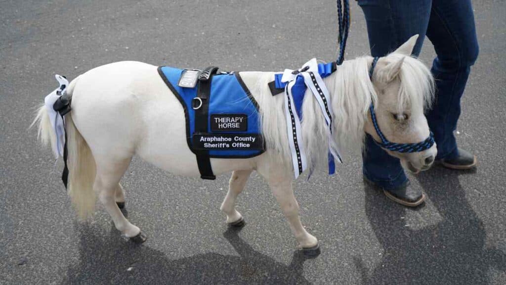 A mini horse wearing a blue harness on a leash