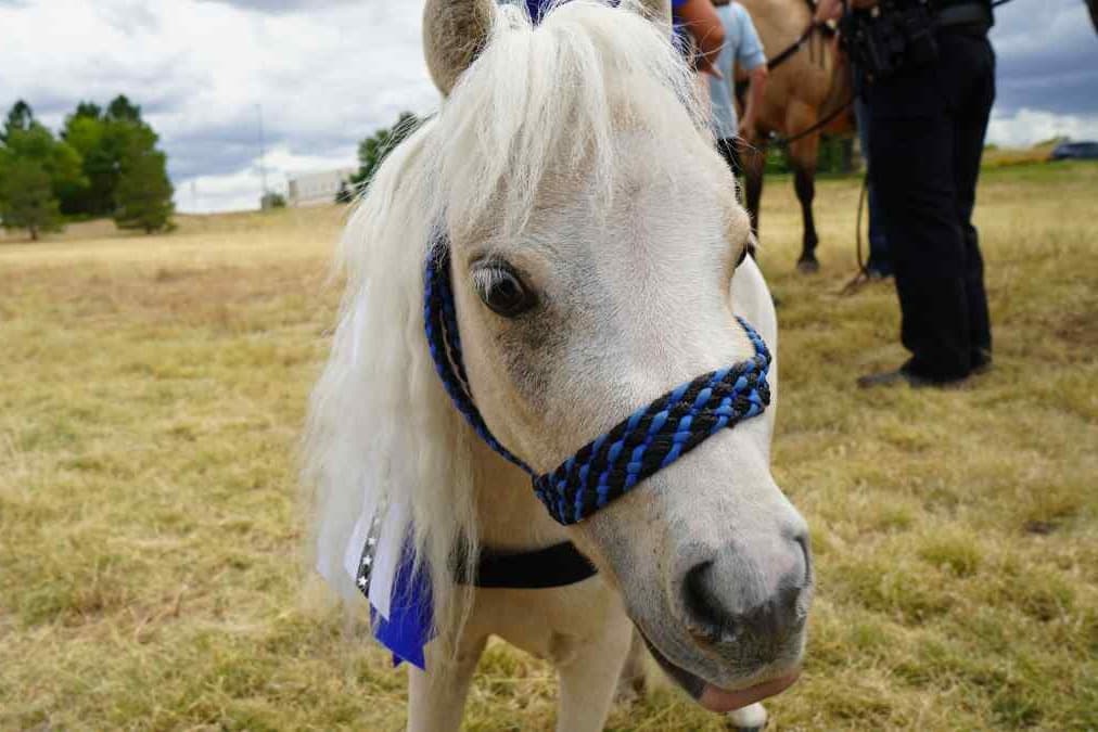 a white mini horse in a field peers at the camera