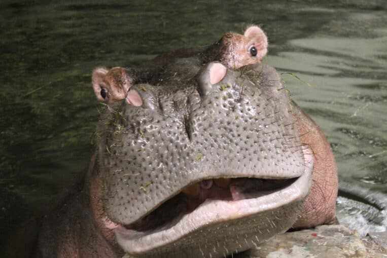Hippo closeup