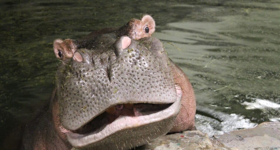 Hippo closeup