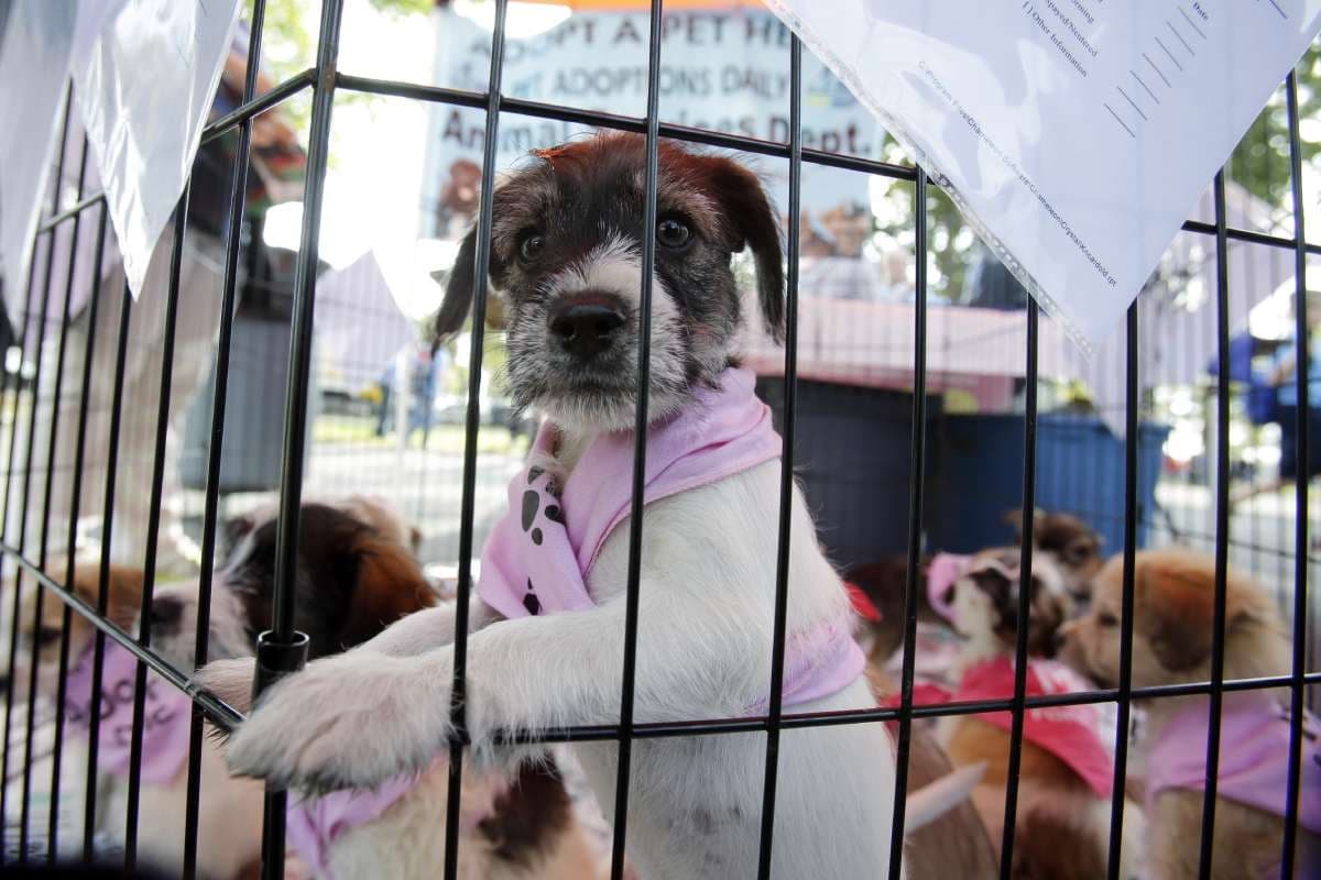 A white and brown puppy stands on its hind legs lookout out from a cage