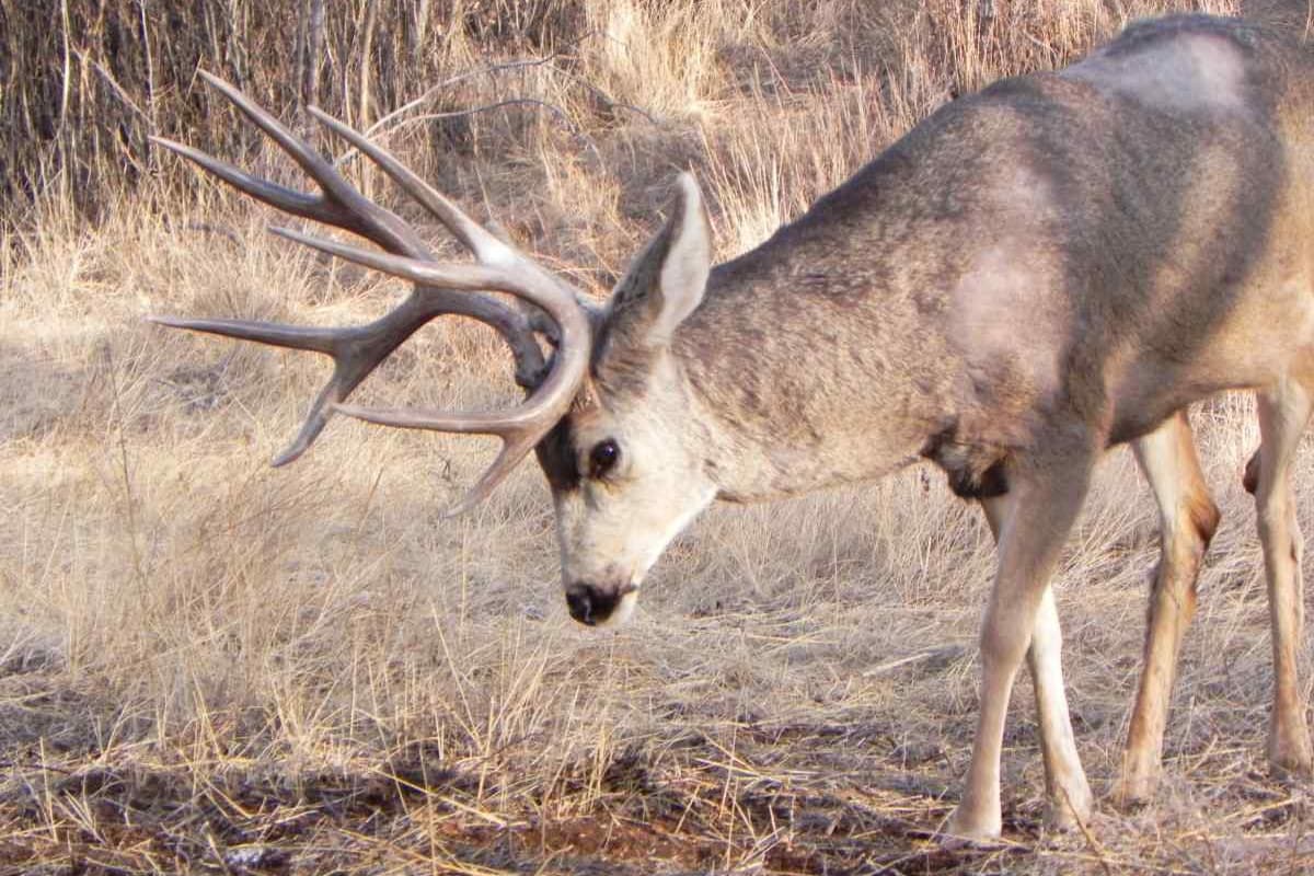 A buck with antlers bending over