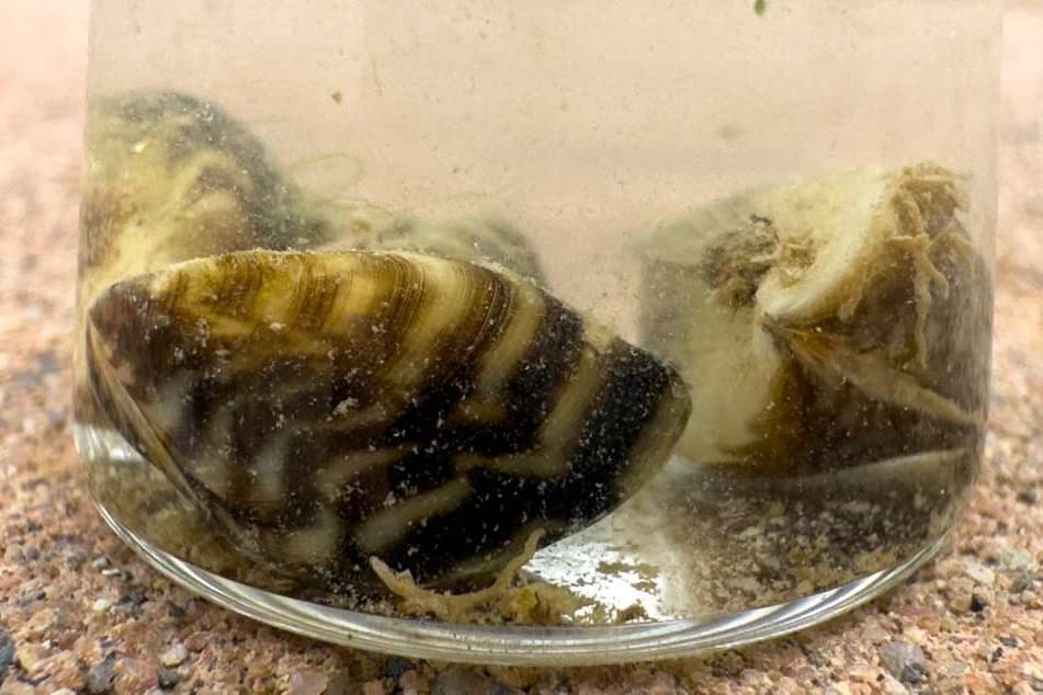 zebra mussels in a glass bottle