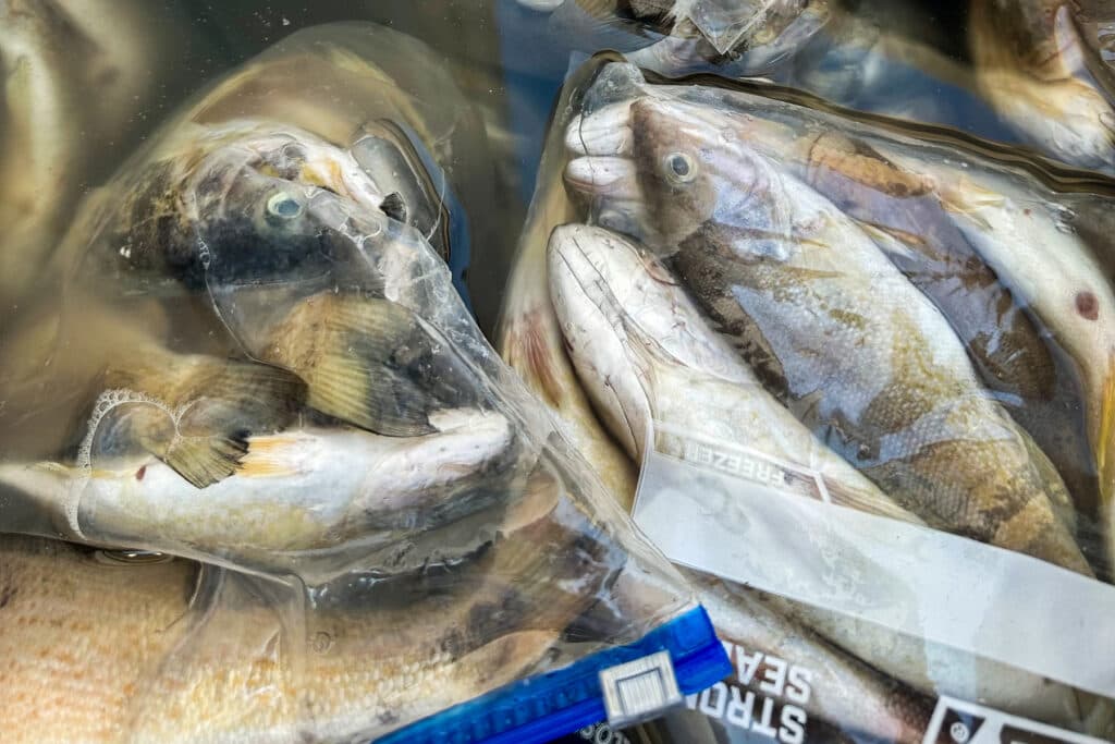 Multiple dead, greying brown fish in ziploc baggies.