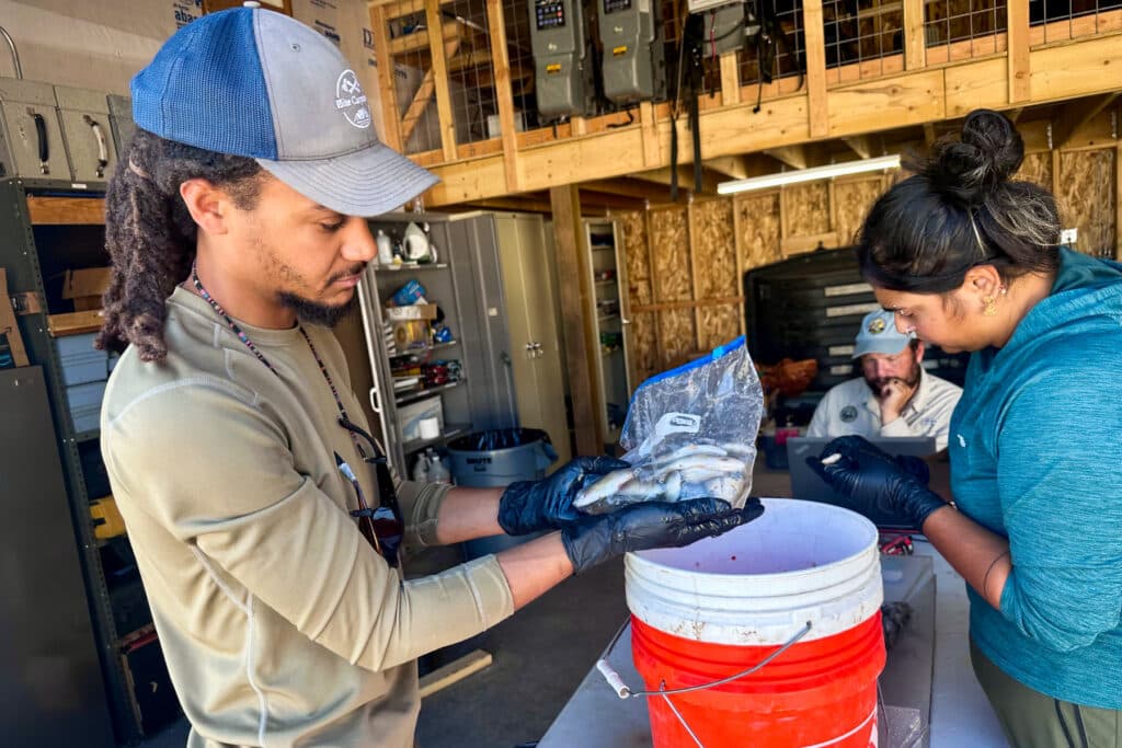 Three people, two men in ballcaps and a woman, examine fish in a Home Depot paint bucket and ziploc baggies.