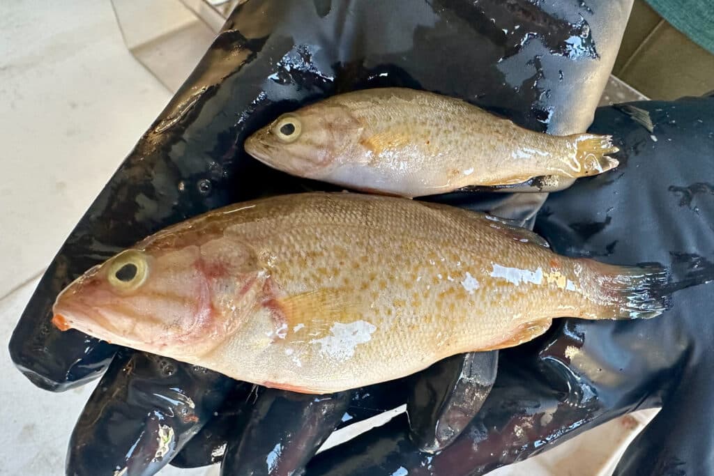 Two brown fish, one smaller than the other, held in black gloved hands.