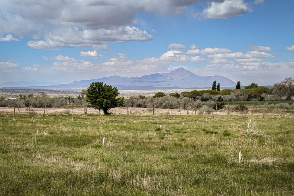 A large mountain range in the distance as seen from a green field with tree grafts on it.