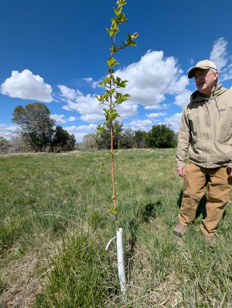 A man in a hat and a jacket stands looking at a tree graft.