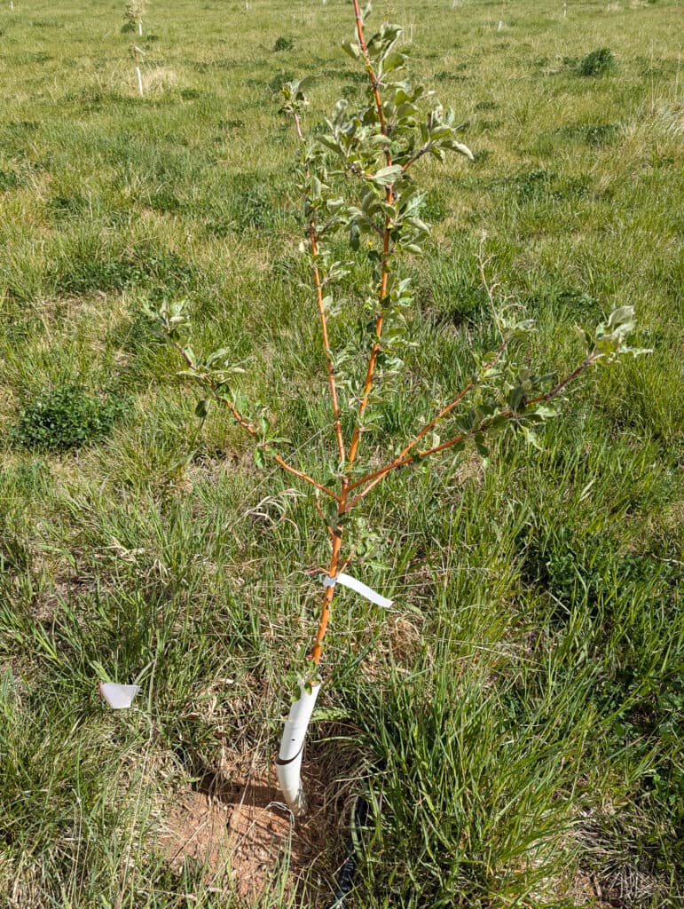 An apple tree graft in a field