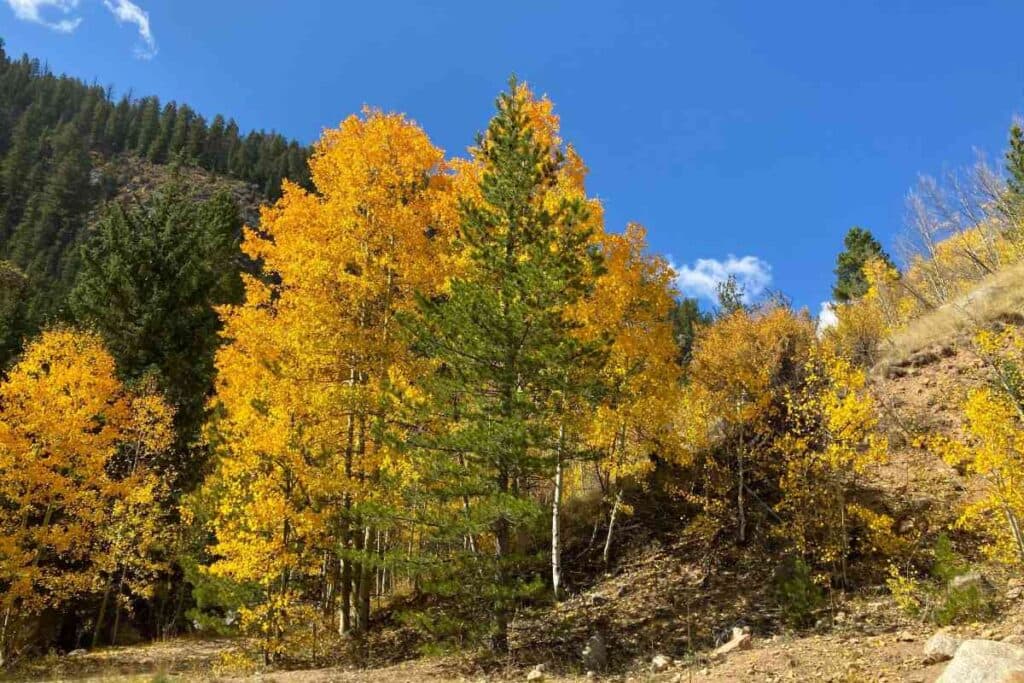 Aspen trees