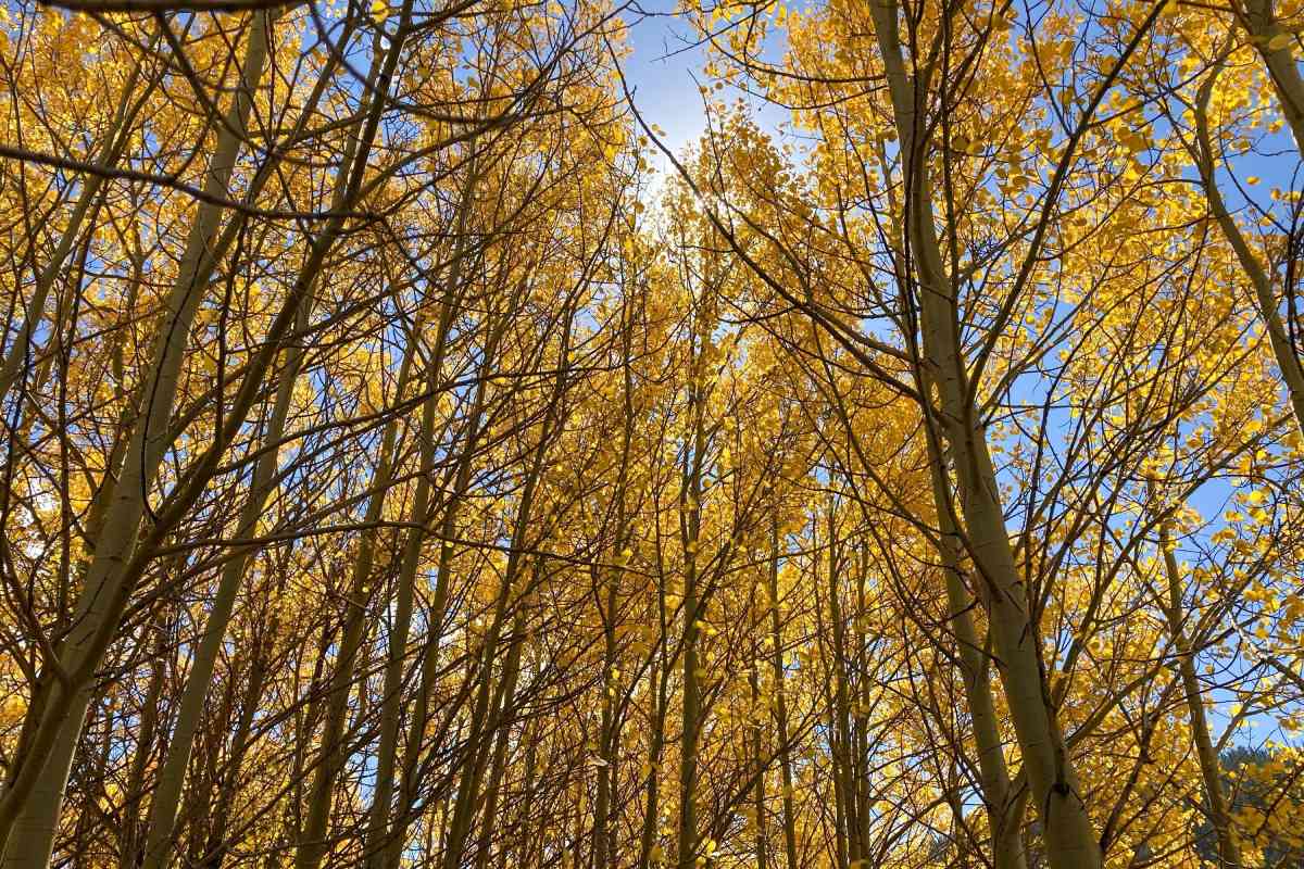 Aspen trees