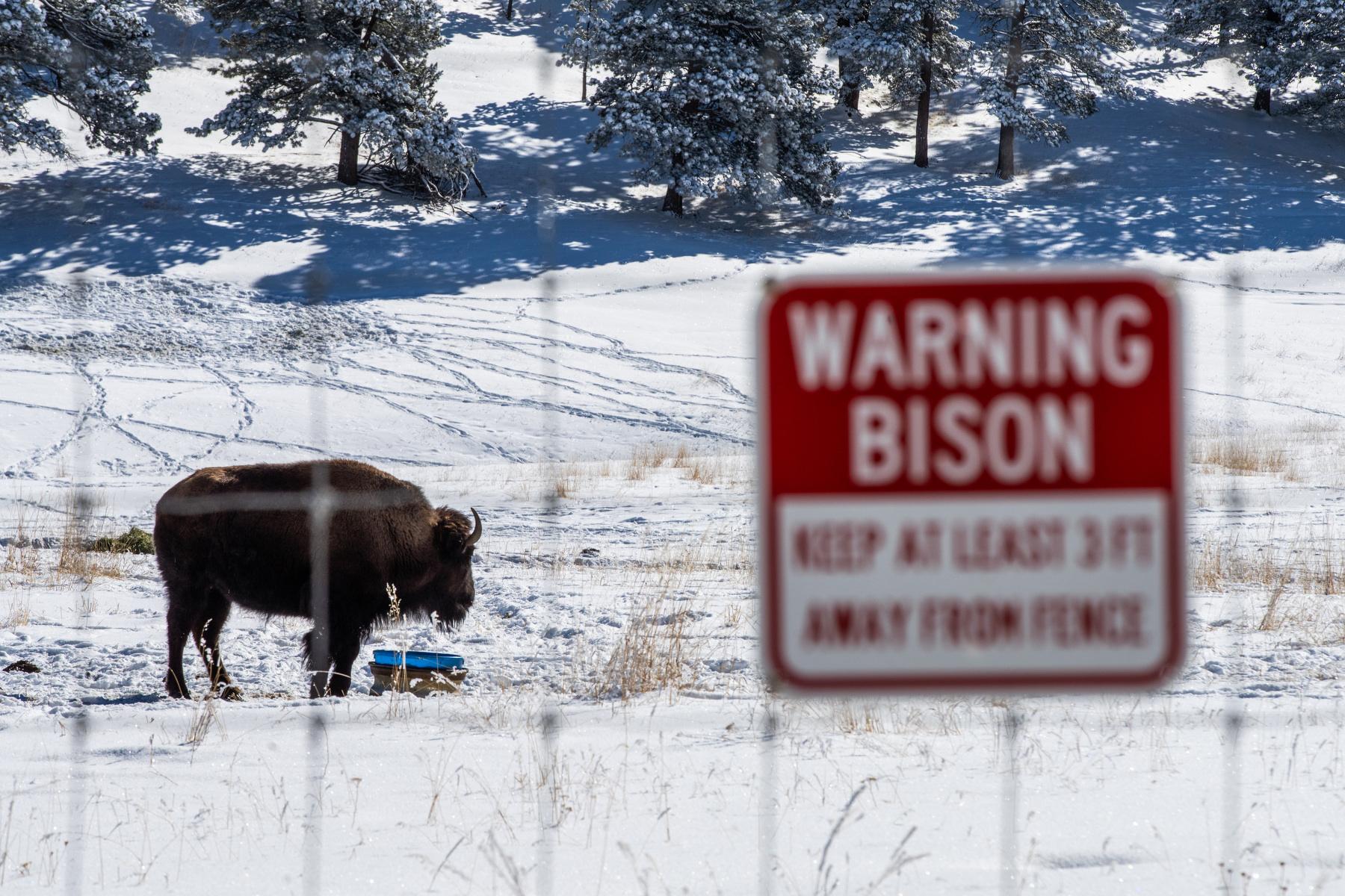 Grazing buffalo at Buffalo Herd Nature Preserve