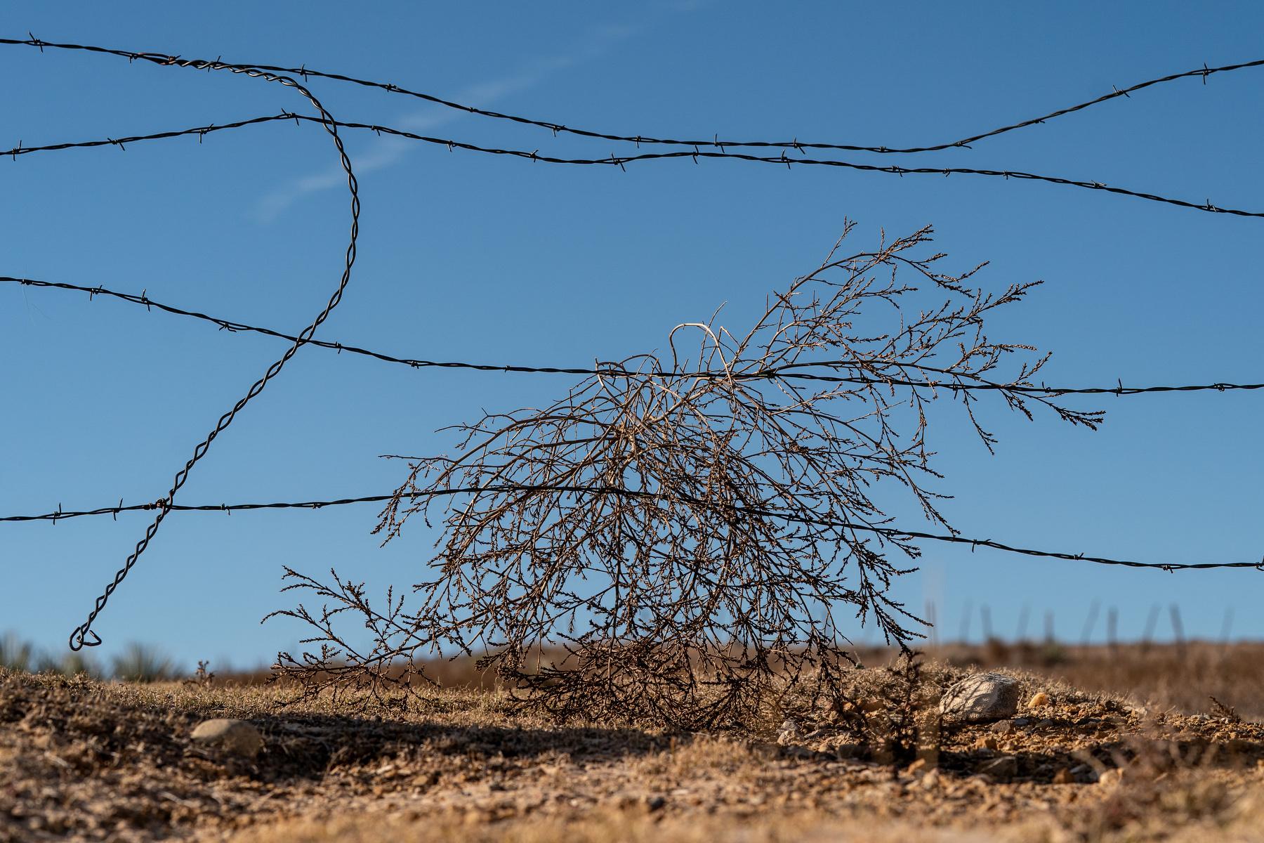 Barbed wire traps a tumbleweed in the scrappy drylands above the Arkansas River Valley