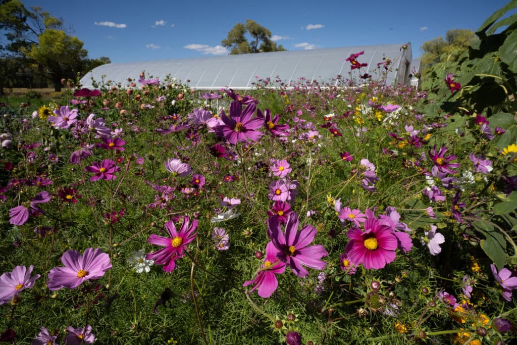 FORT LEWIS COLLEGE OLD FORT FARM
