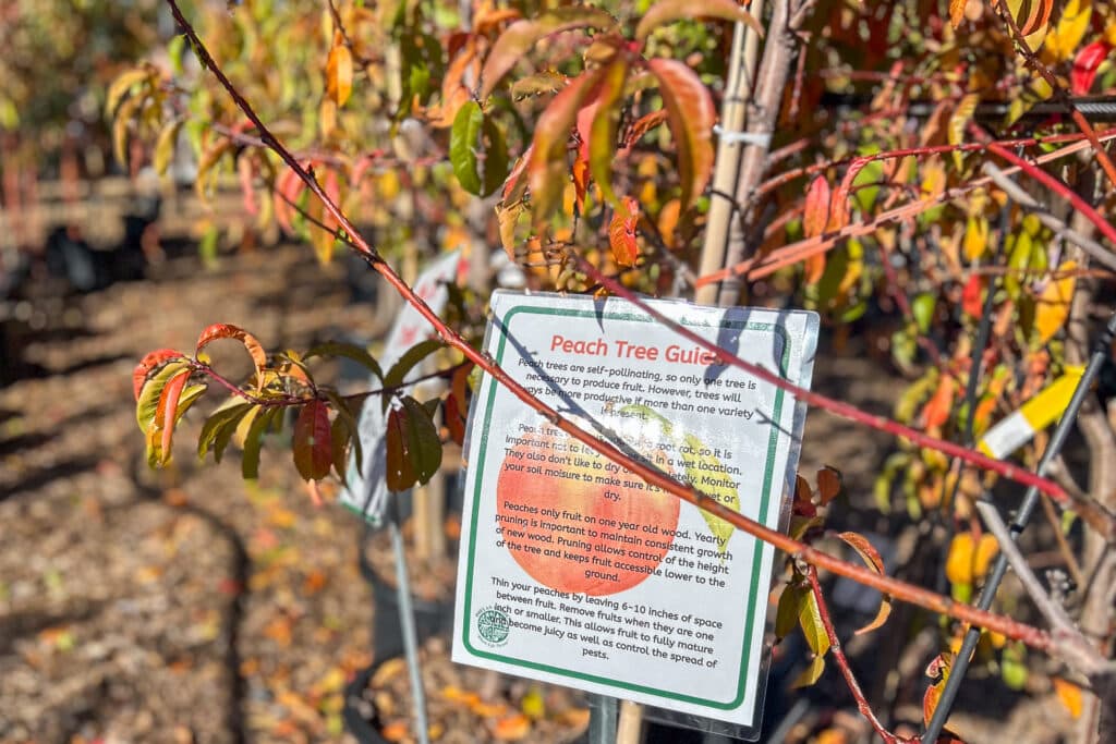 A sign in a garden nursery describes guidelines for a peach tree. The tree is turning orange in the fall time.