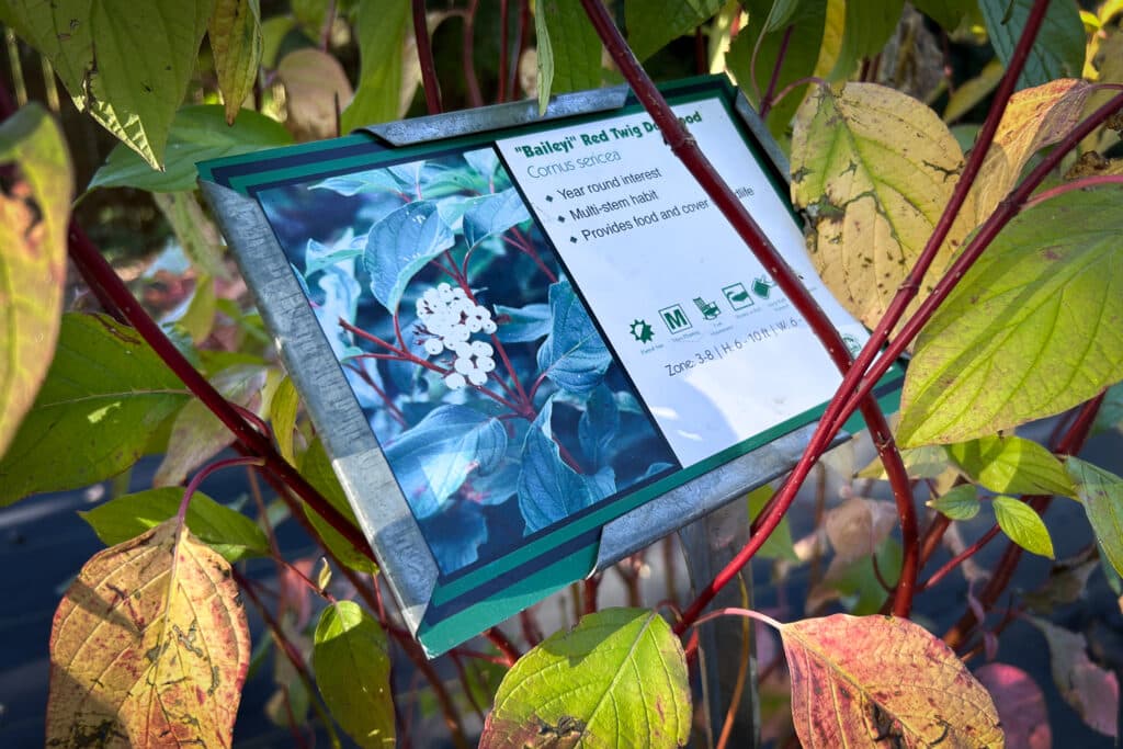 Perennials on display for customers at Phelan Gardens
