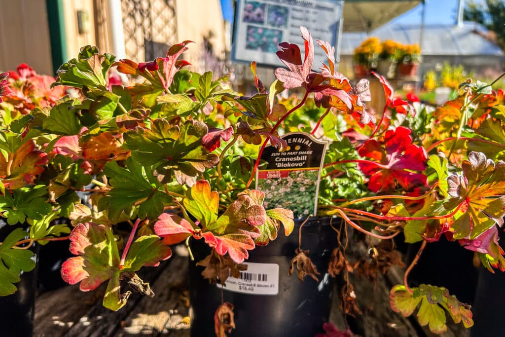 A plant turning red in fall on display for sale at a garden center outside.