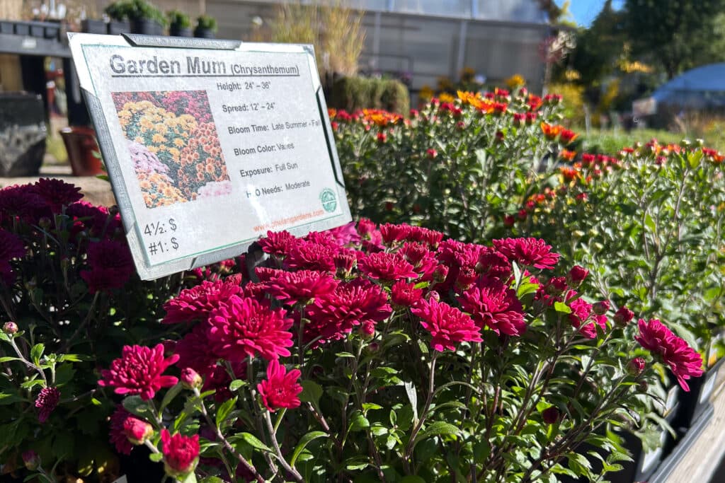 Magenta mums on display outside at a greenhouse.