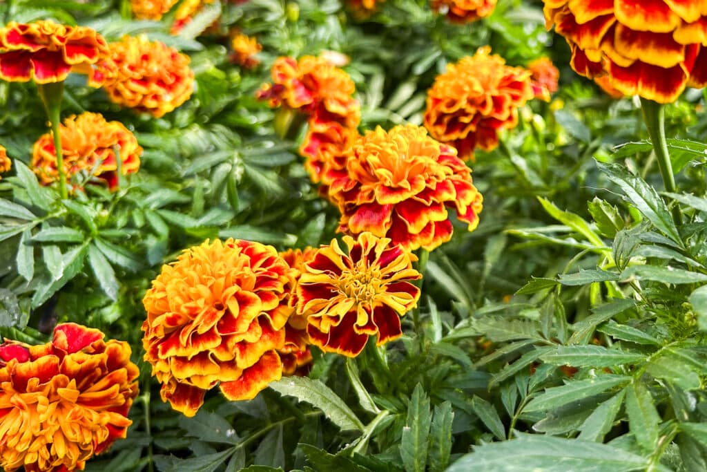 Orange and yellow marigold flowers on display inside a greenhouse