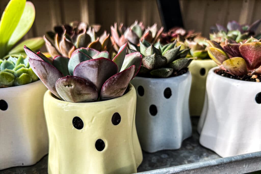 Small yellow and white ghosts with succulents on display at Phelan Gardens.