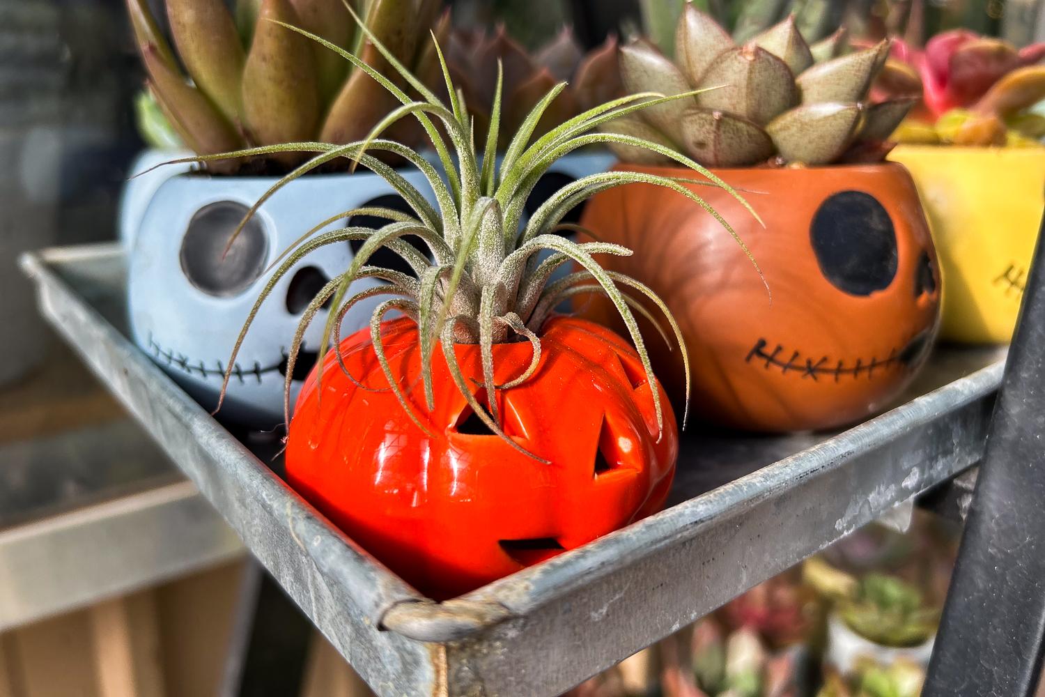 Colorful fall plants and garden arrangements on display at Phelan Gardens in Colorado Springs.
