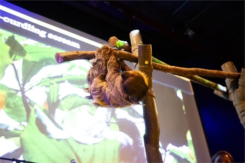 Photo shows a sloth hanging from a horizontal branch structure in front of a large projection screen.