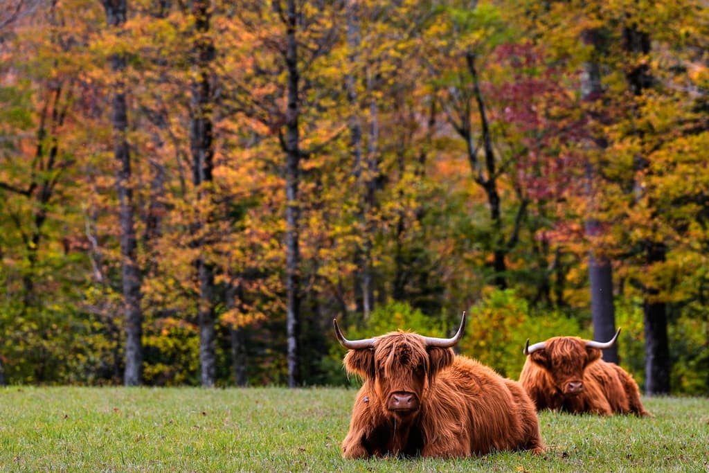 APTOPIX Northeast Fall Foliage