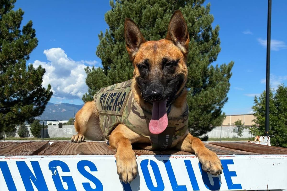 A German Shepherd