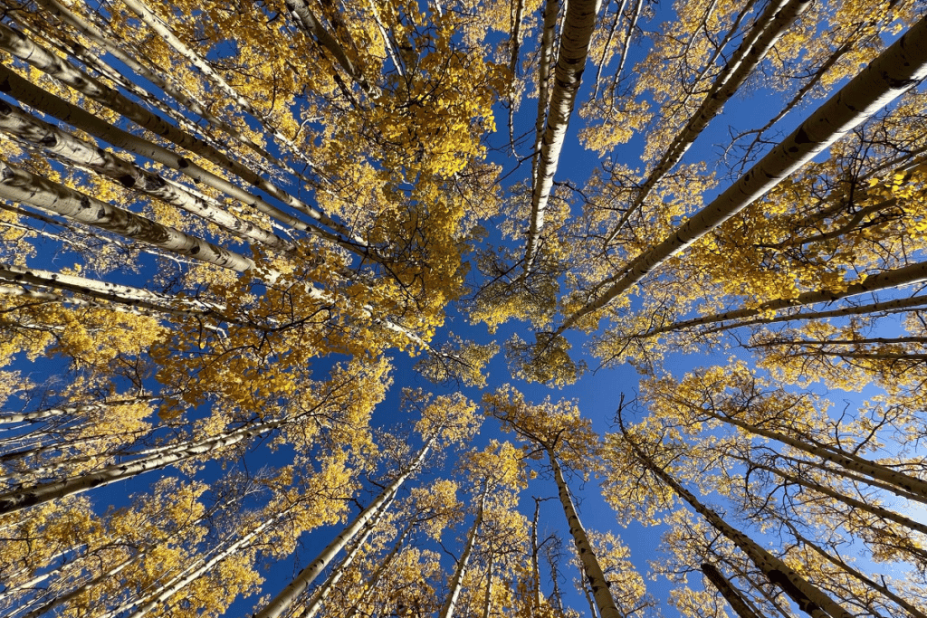 A view of trees from below