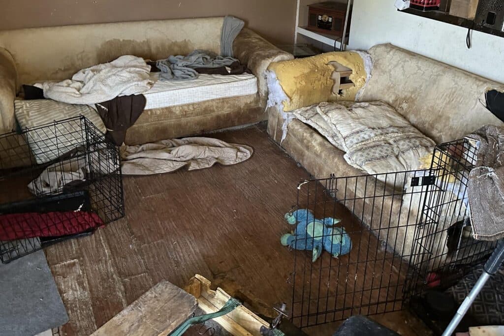 photos of a dirty room with soiled couches and animal crates