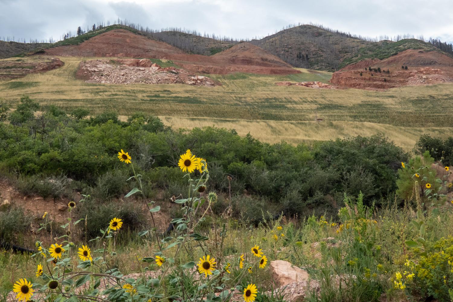 large, open hillside with a mix of grass and dirt. In the foreground are yellow flowers.