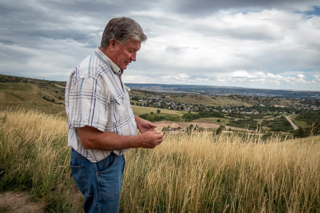 A man looks at grass he is holding. he is standing on a hill, covered with tall grass, suburban homes are in the distance