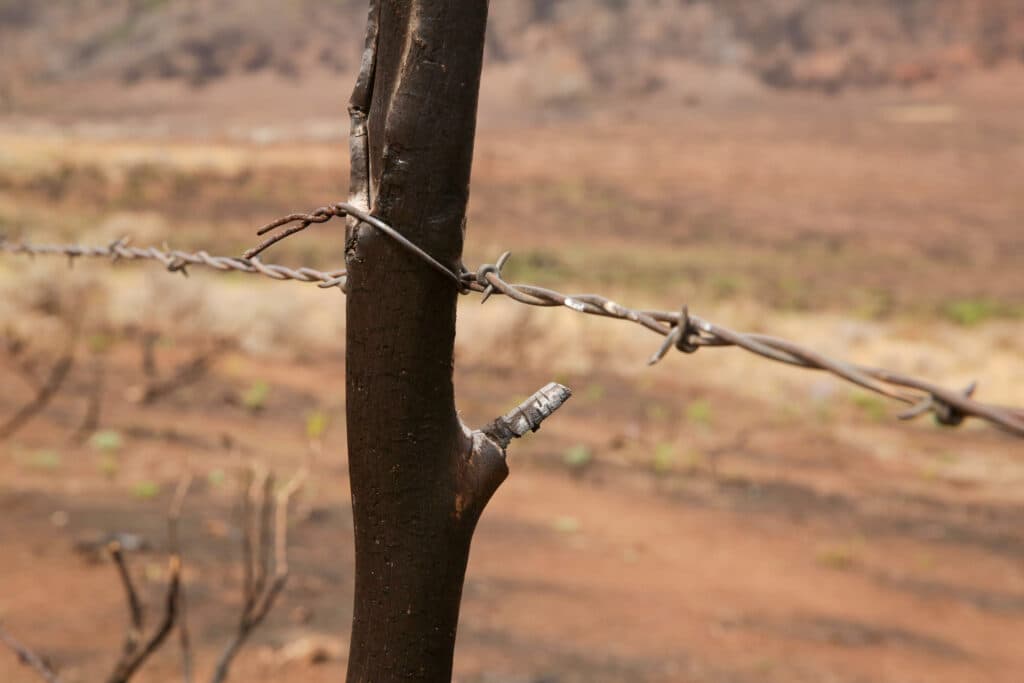Barbed wire fencing wrapped around a burned stake