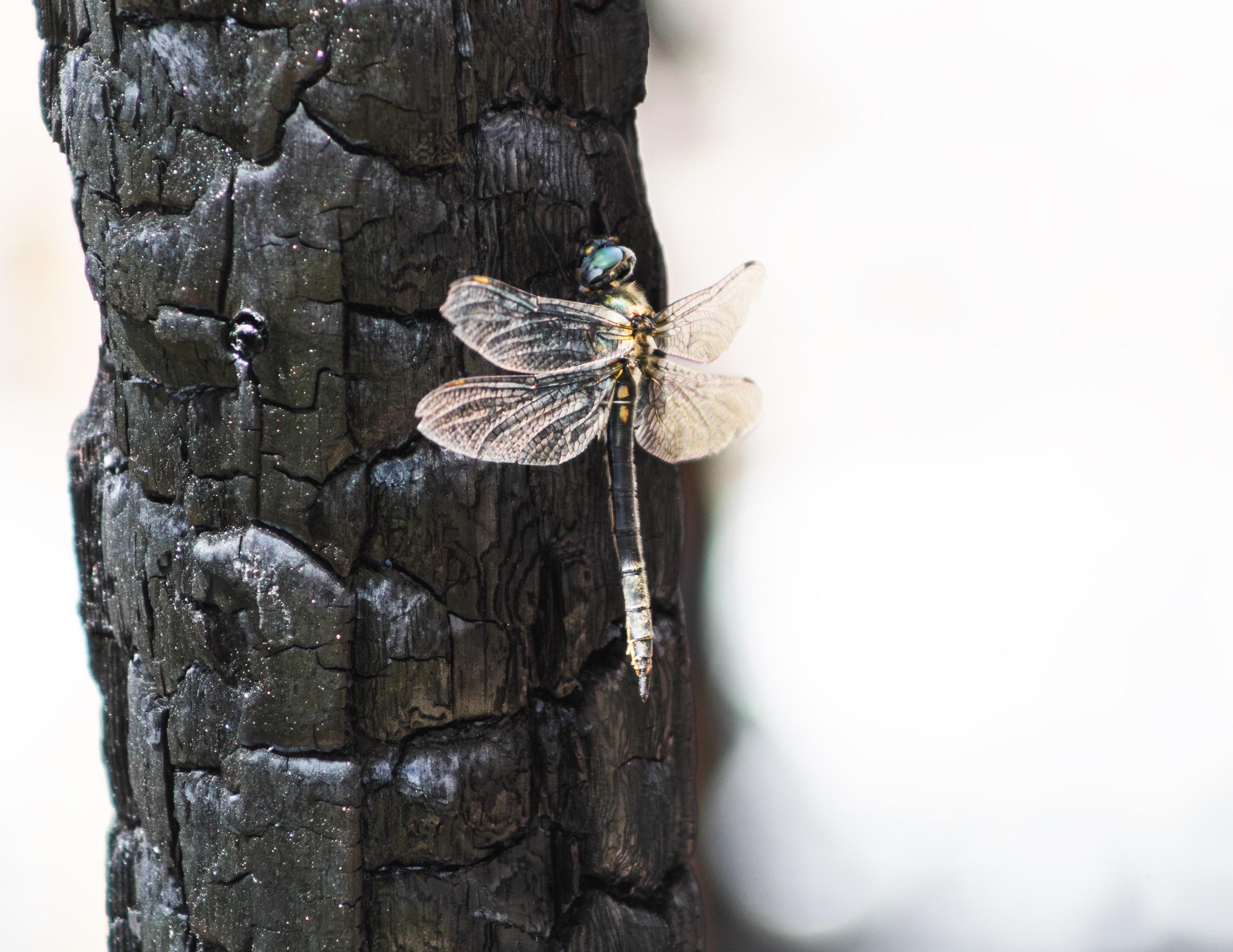 A dragonfly on a burned tree limb