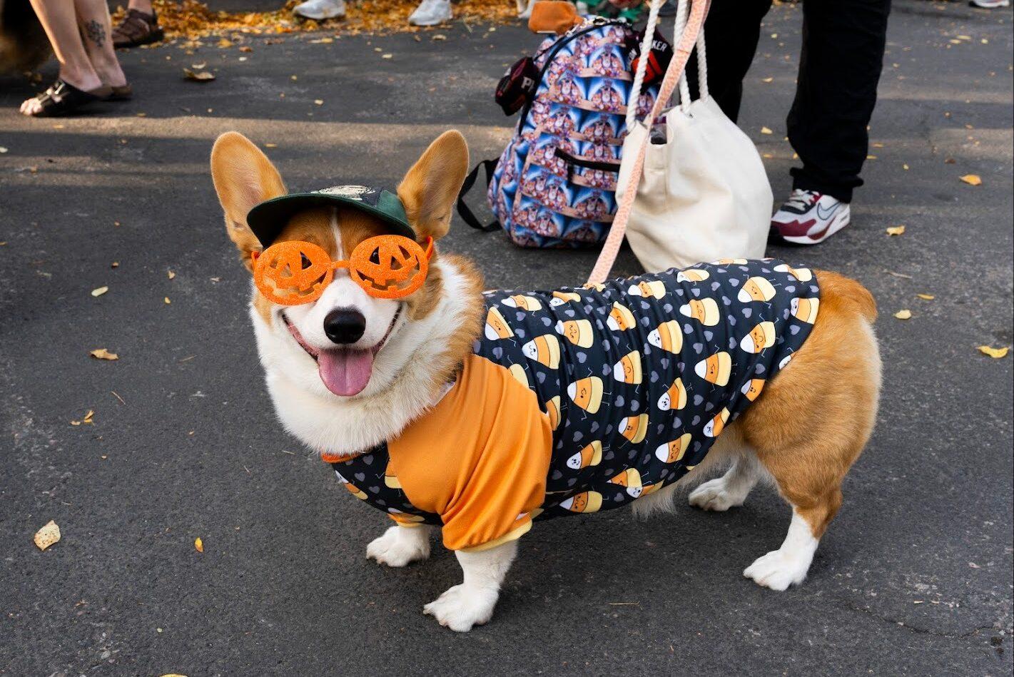 A corgi dressed ina candy corn outfit wears Jack-o-lantern glasses and a hat.